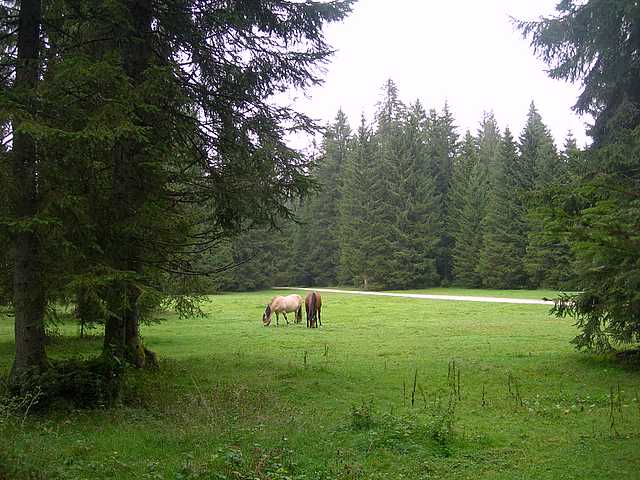 Avventura  nel  Pianeta  Jurassiano